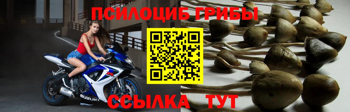 Галлюциногенные грибы Cubensis Гусиноозёрск
