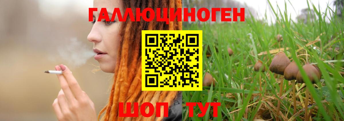 Гусиноозёрск  Псилоцибиновые грибы GOLDEN TEACHER  Вход с VPN 